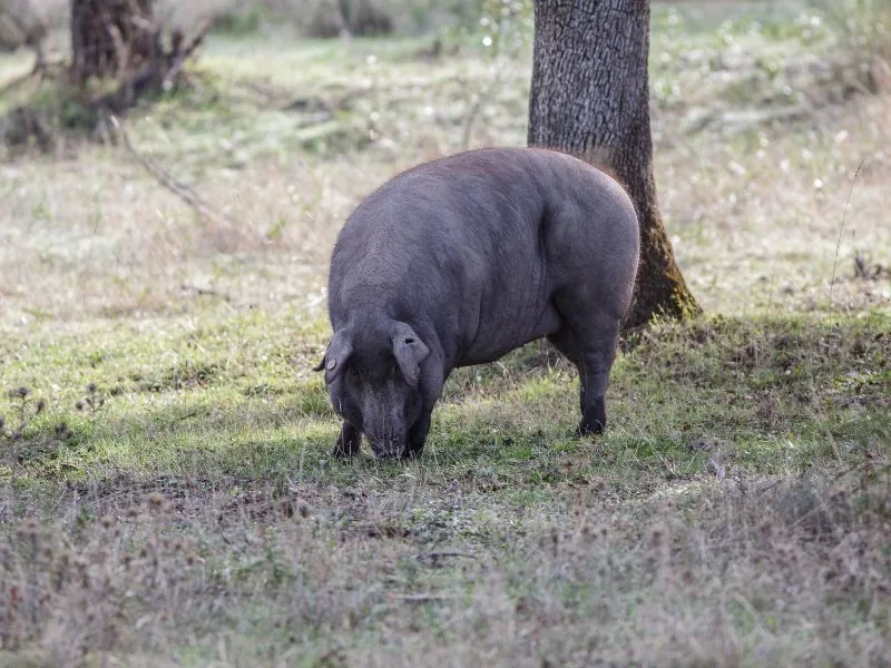 Iberisches Schwein sucht unter Eichen nach Eicheln