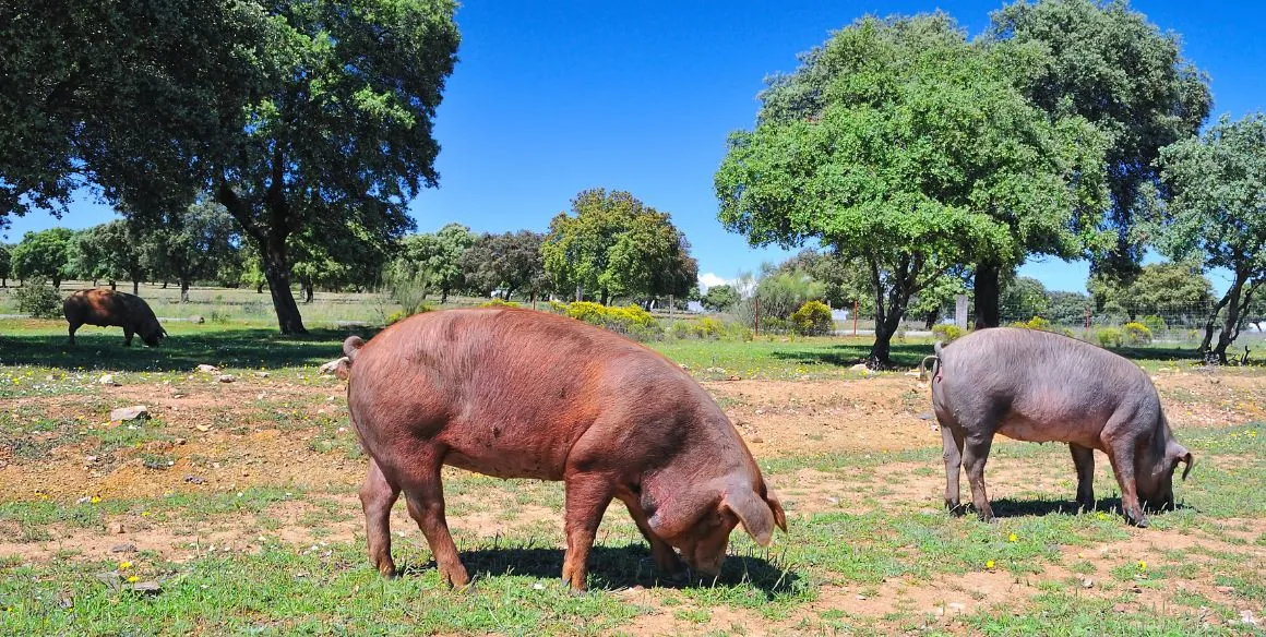 Iberische Schweine unter Steineichen in der Dehesa