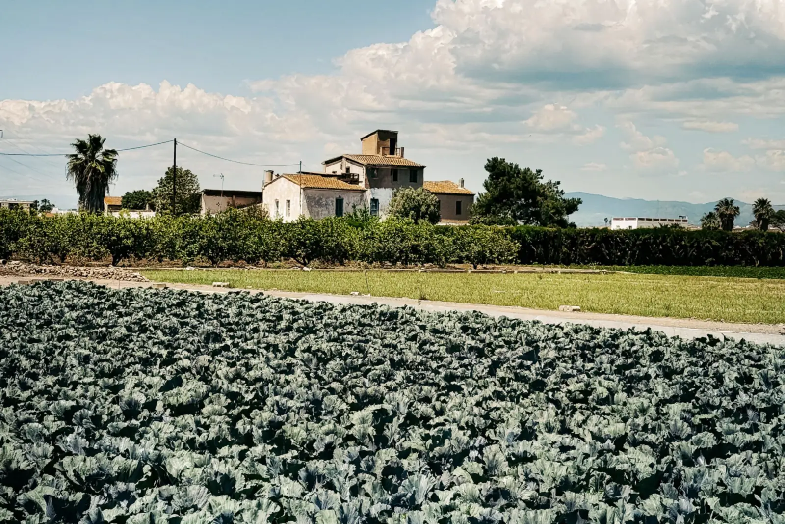 Kohlfeld in der Huerta von Alboraia bei Valencia, dahinter ein altes Bauernhaus unter Palmen und Wolken