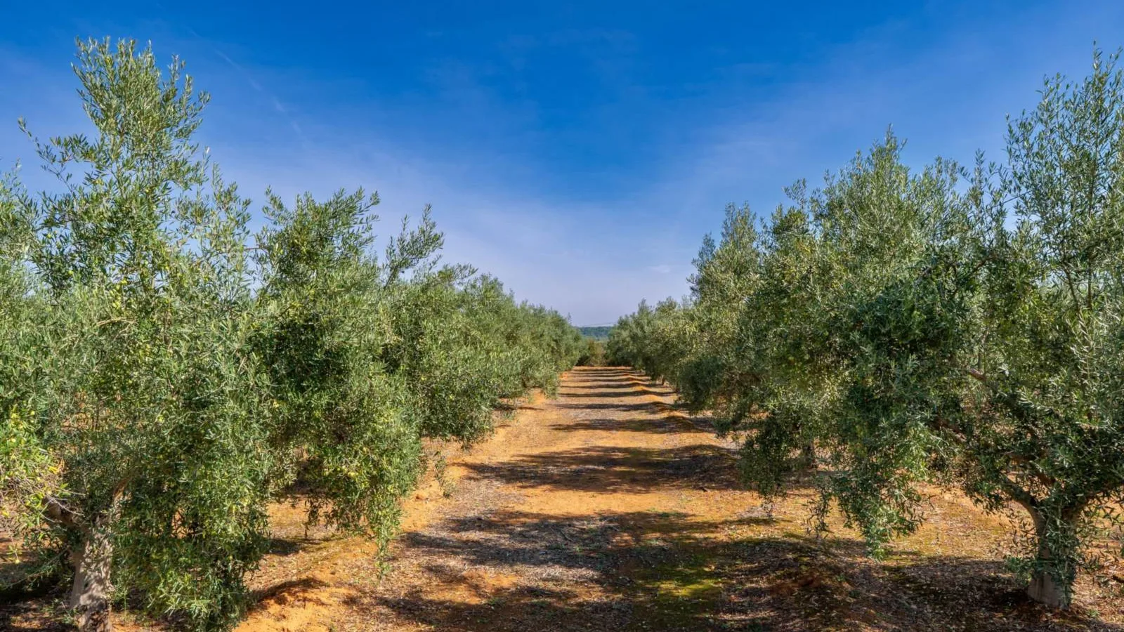 Weg zwischen zwei Reihen junger Olivenbäume auf rötlicher Erde unter blauem Himmel