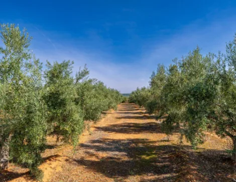 Weg zwischen zwei Reihen junger Olivenbäume auf rötlicher Erde unter blauem Himmel