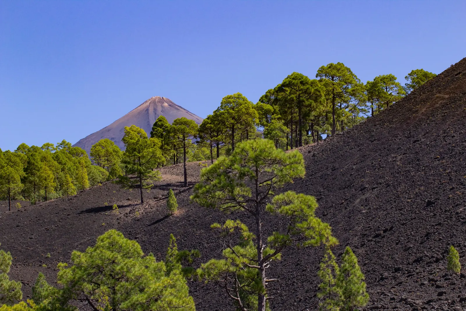 Kanarische Kiefern auf schwarzem Lavaboden im Westen Teneriffas, im Hintergrund der Gipfel des Teide